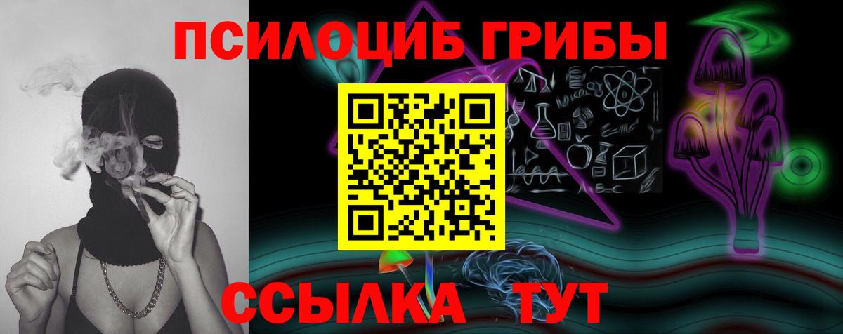 Галлюциногенные грибы Psilocybe Саяногорск